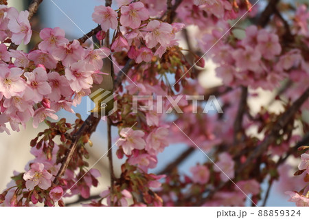 青空とピンクの花びらの満開に咲く桜の花の中に逆さまを向いてとまる1羽のメジロのいる河津桜の枝の風景 青空とピンクの花びらの満開に咲く桜の花の中に逆さまを向いてとまる1羽のメジロのいる河津桜の枝の風景 88859324
