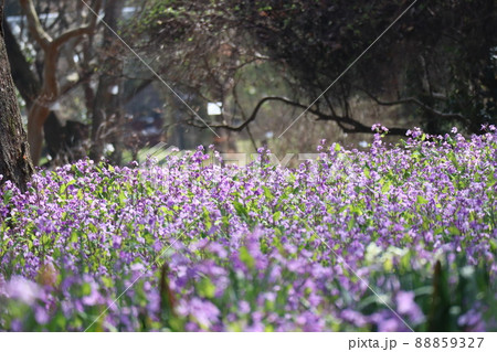 満開に咲く紫の花びらのムラサキハナナの花の咲く花畑の風景 満開に咲く紫の花びらのムラサキハナナの花の咲く花畑の風景 88859327