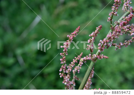 スイバの雌花 88859472