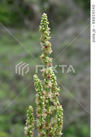 スイバのオバナ スイバのオバナ 88859540