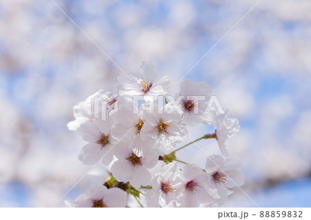 桜 88859832