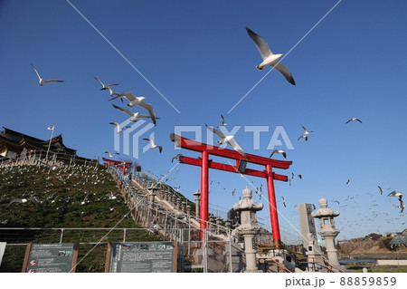 春の蕪島_蕪島神社とウミネコの飛翔(青森県八戸市) 春の蕪島_蕪島神社とウミネコの飛翔(青森県八戸市) 88859859