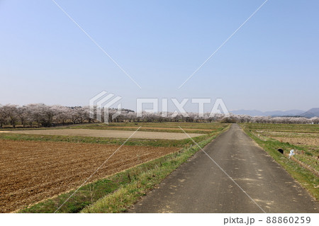 畑の畦道から臨む笹原川千本桜の春景色 畑の畦道から臨む笹原川千本桜の春景色 88860259
