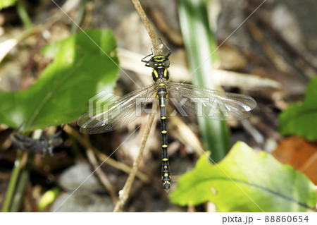 羽化直後のムカシトンボ 88860654