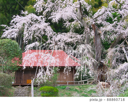 一本桜 - 雪村庵の雪村桜 （2021年） 88860718