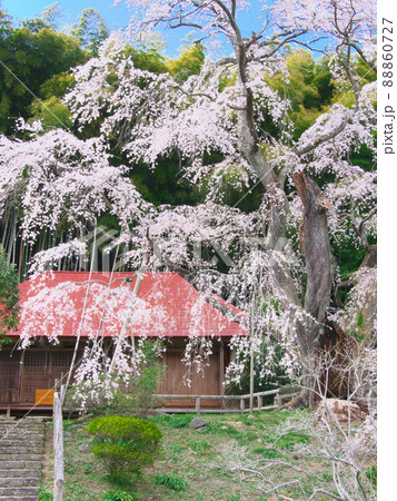 一本桜 - 雪村庵の雪村桜 （2021年） 88860727