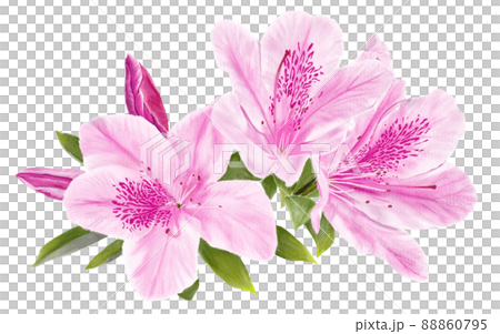 Azalea drawn super-realistically (only flowers, no background) 88860795