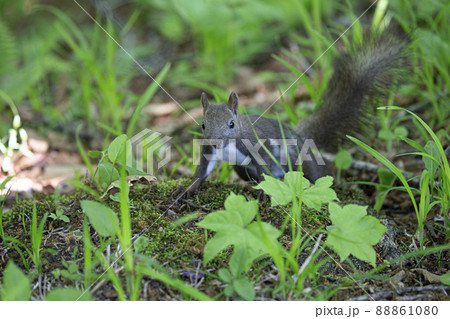 エゾリス エゾリス 88861080