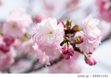 桜 88861382
