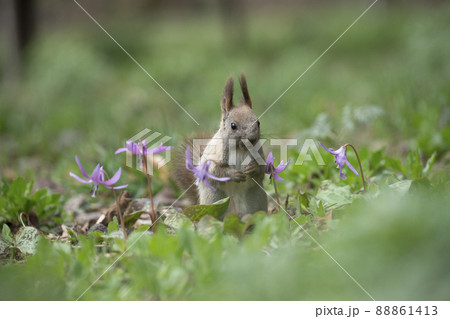 エゾリス 88861413