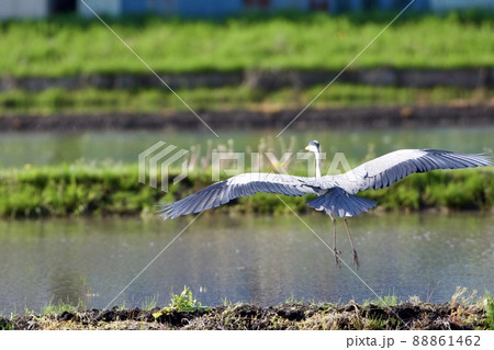 青鷺 heron / Japan 88861462