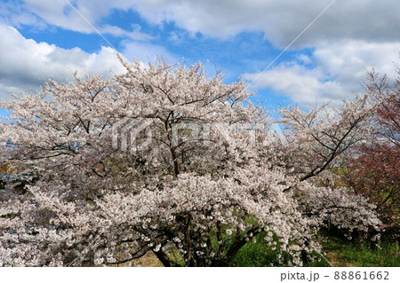爽やかな春の日　古木に満開に咲くさくら　風景 88861662