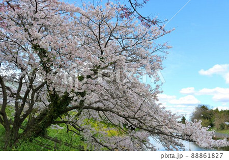 川沿いにきれいに咲く桜の花 菜の花 春の日 風景 川沿いにきれいに咲く桜の花 菜の花 春の日 風景 88861827