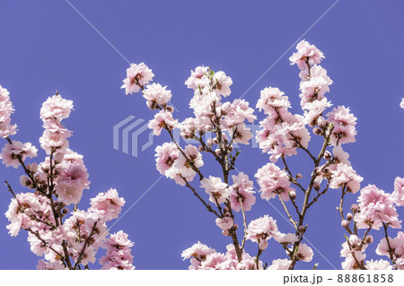 三次の町並み　桜と青空　広島県三次市 88861858