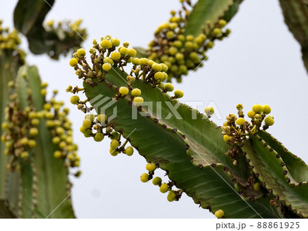 Ornamental exotic plant Euphorbia Great 88861925