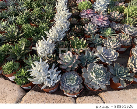 Succulents in the greenhouse 88861926