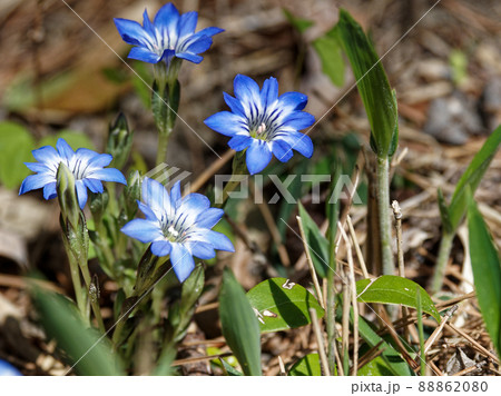ハルリンドウの開花 ハルリンドウの開花 88862080
