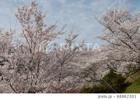 開山公園の満開の桜 開山公園の満開の桜 88862301