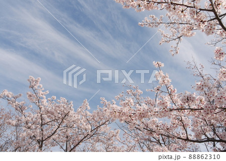 開山公園の満開の桜 開山公園の満開の桜 88862310