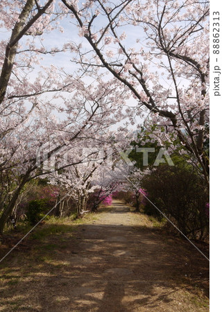 開山公園の満開の桜と見晴台への遊歩道 開山公園の満開の桜と見晴台への遊歩道 88862313