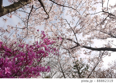 開山公園の満開の桜とツツジ 開山公園の満開の桜とツツジ 88862319