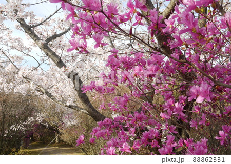 開山公園の満開の桜と見晴台への遊歩道 開山公園の満開の桜と見晴台への遊歩道 88862331