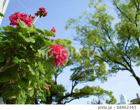 ゼラニウムの花と青空 ゼラニウムの花と青空 88862365