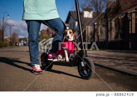 A woman rides an electric scooter around the cottage village with the Dog. Jack Russell Terrier in a pink jacket on a cool autumn day. 88862419