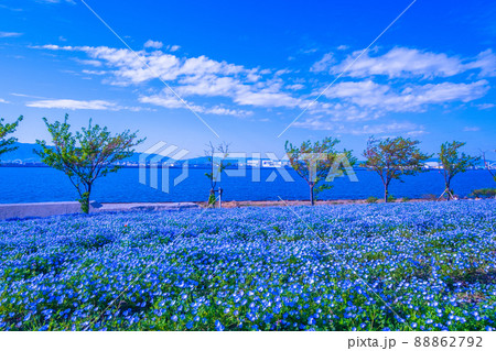 大阪舞洲シーサイドパークのネモフィラ 88862792