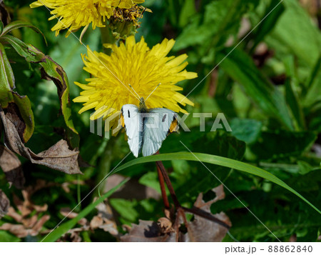 シロチョウ科ツマキチョウ♂の吸蜜 88862840