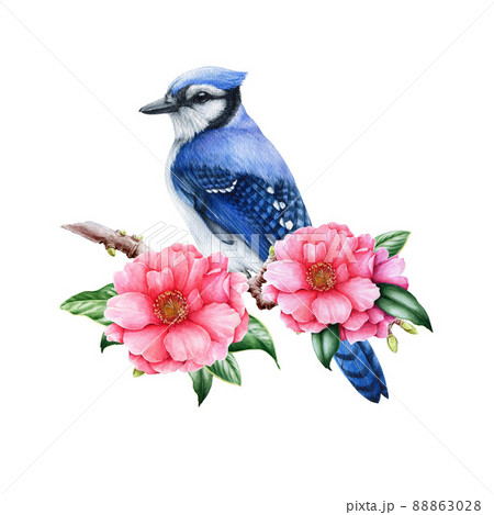 Blue jay bird with camellia flowers. Watercolor - Stock Illustration  [88863028] - PIXTA