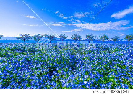 大阪舞洲シーサイドパークのネモフィラ 88863047