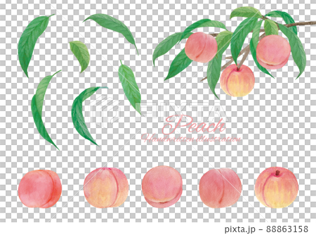 桃の水彩画イラスト素材セット 88863158
