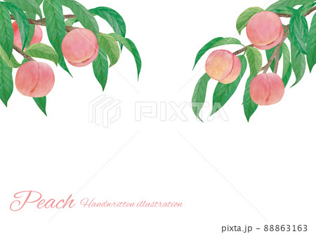 桃の水彩画イラスト素材セット 桃の水彩画イラスト素材セット 88863163