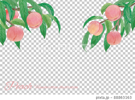 桃の水彩画イラスト素材セット 桃の水彩画イラスト素材セット 88863163