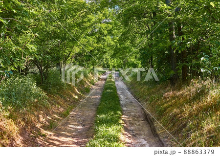 Forest walking route Forest walking route 88863379