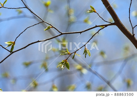 Buds emerging in spring Buds emerging in spring 88863500