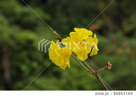 コガネノウゼンの花（キバナイペー） 88863589