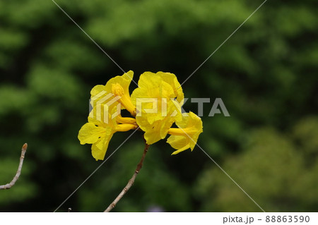 コガネノウゼンの花（キバナイペー） 88863590