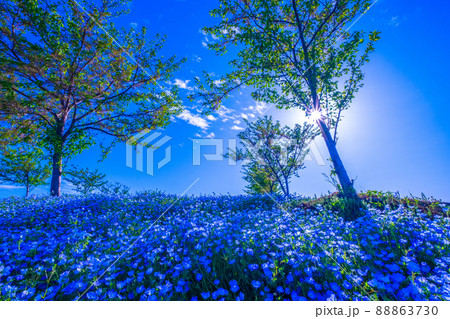 大阪舞洲シーサイドパークのネモフィラ 大阪舞洲シーサイドパークのネモフィラ 88863730