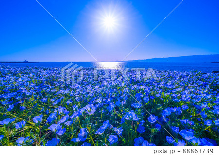 大阪舞洲シーサイドパークのネモフィラ 大阪舞洲シーサイドパークのネモフィラ 88863739