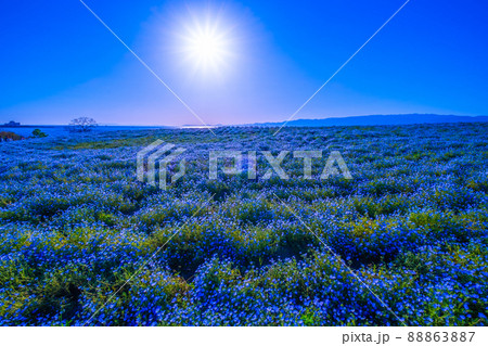 大阪舞洲シーサイドパークのネモフィラ 88863887