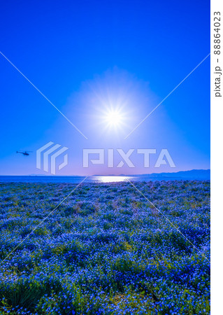 大阪舞洲シーサイドパークのネモフィラ 88864023