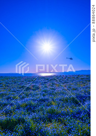 大阪舞洲シーサイドパークのネモフィラ 88864024