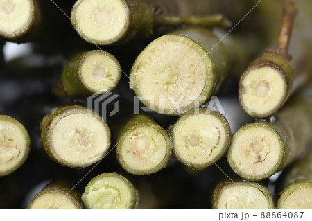 酔芙蓉 挿し木の切戻し 断面 ( fix撮影 ) 酔芙蓉 挿し木の切戻し 断面 ( fix撮影 ) 88864087