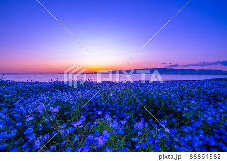 大阪舞洲のネモフィラとマジックアワー 88864382