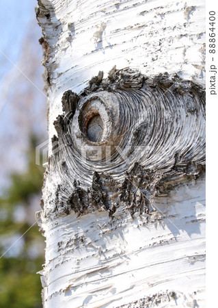 白樺、木、樹木、幹、自然、樹皮、丸太、屋外、材木、樹 88864400