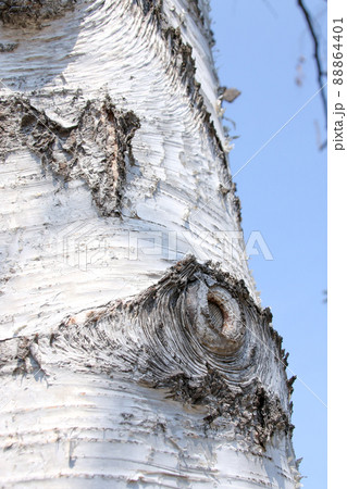 白樺、木、樹木、幹、自然、樹皮、丸太、屋外、材木、樹 88864401