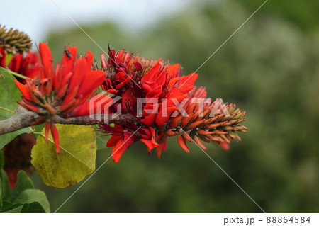 デイゴの花　沖縄の花木 88864584