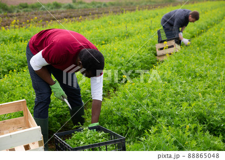 African-american worker harvesting green mizuna in the garden African-american worker harvesting green mizuna in the garden 88865048